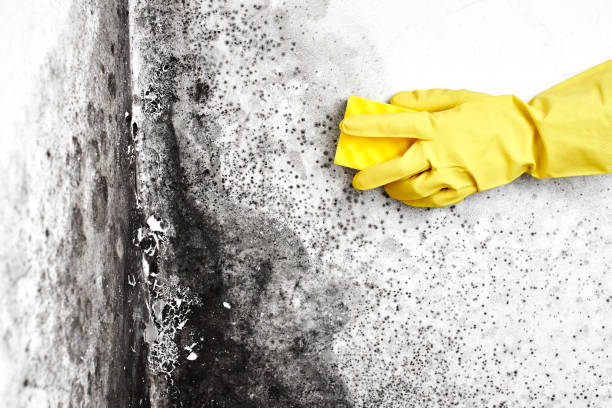 Best Black Mold Remediation in Hannahs Mill, GA