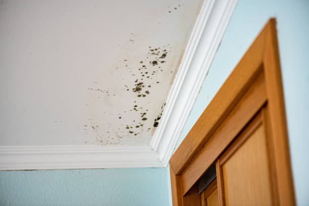 Best Commercial Mold Remediation in Hannahs Mill, GA
