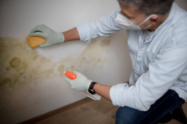Trusted Hannahs Mill, GA Mold Remediation Experts
