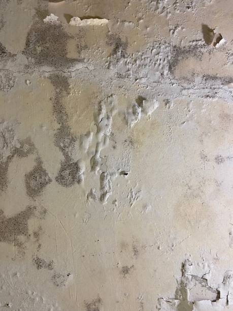 Best White Mold Remediation in Hannahs Mill, GA