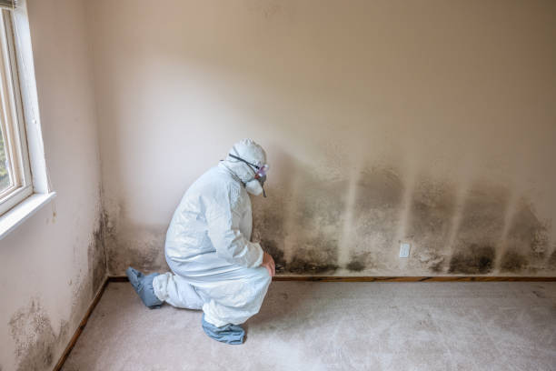 Best Post-Flood Mold Remediation in Hannahs Mill, GA