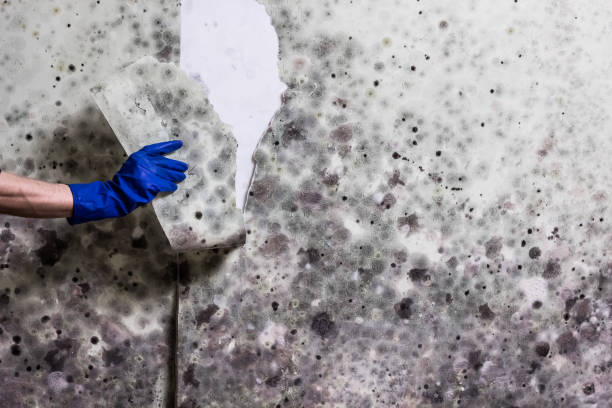 Best Residential Mold Remediation in Hannahs Mill, GA