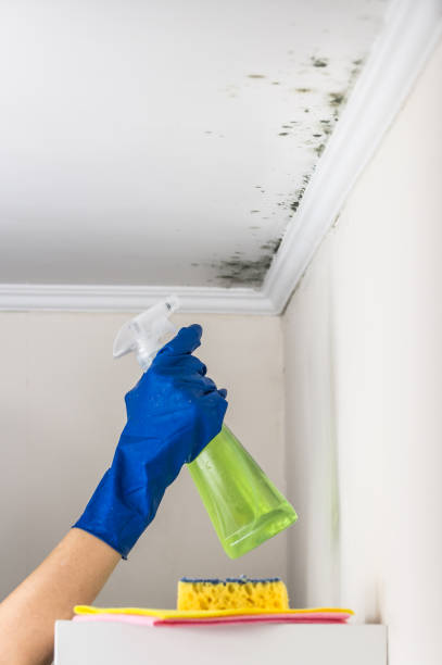 Best Emergency Mold Remediation in Hannahs Mill, GA